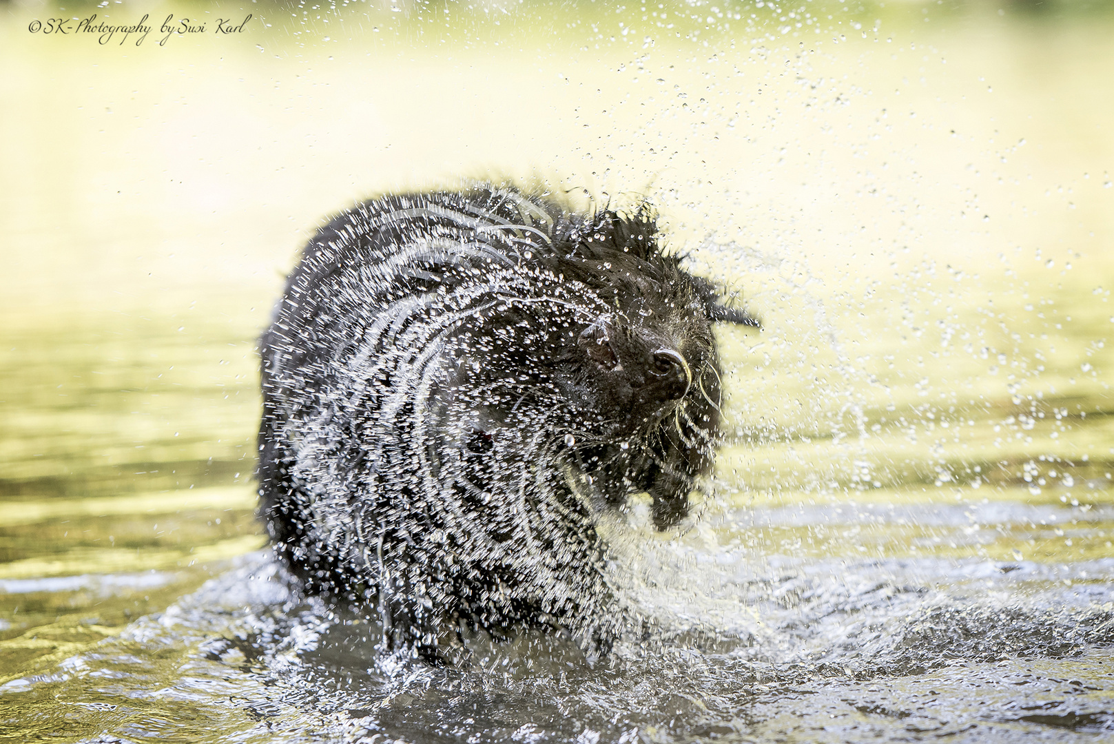 Wasserratte vs. nasser Hund