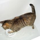 Wasserratte..ääh,Katze!