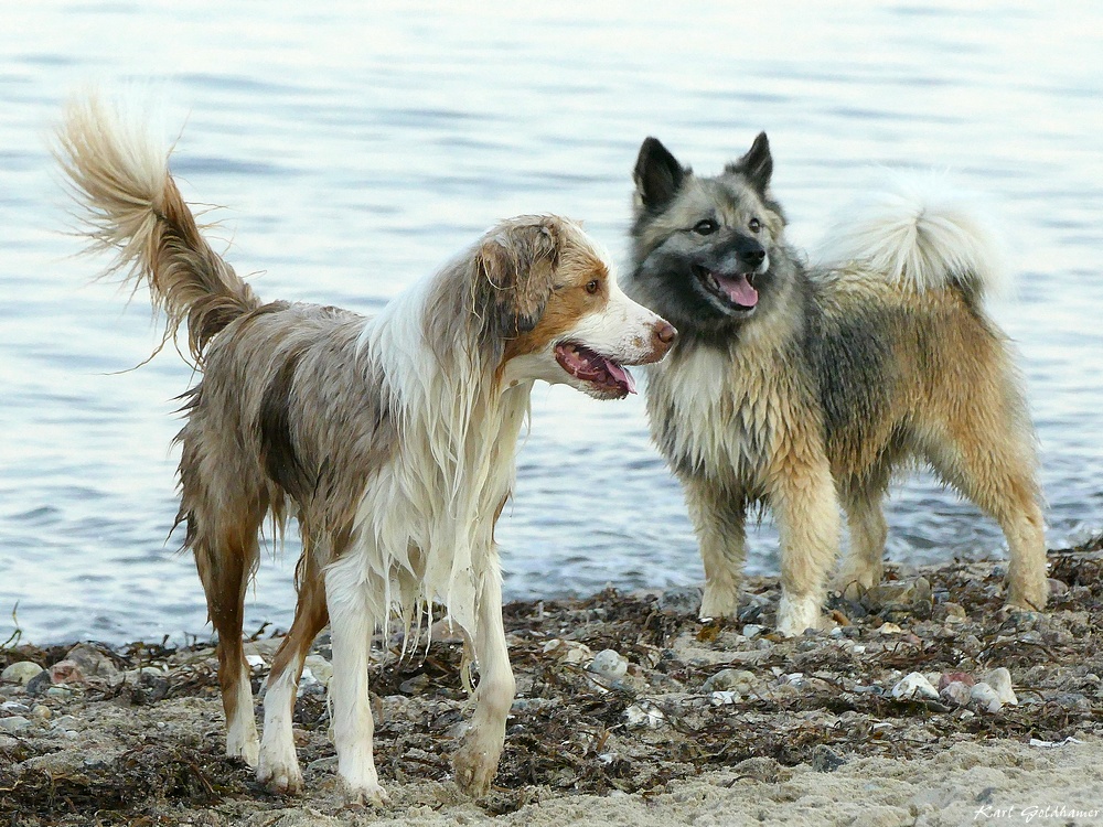 Wasserratten