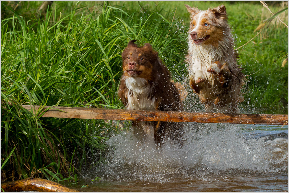 Wasserratten