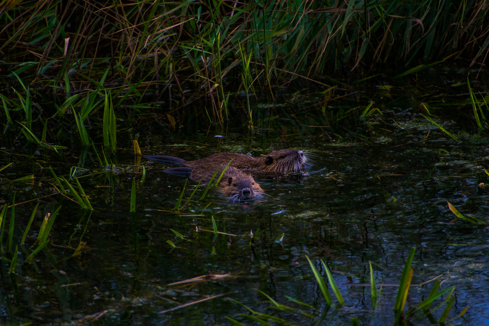 Wasserratten