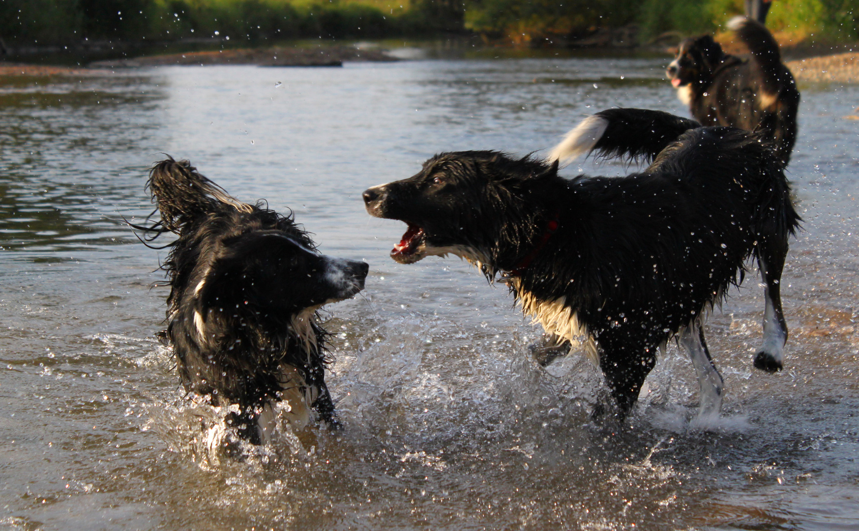 Wasserratten ;)