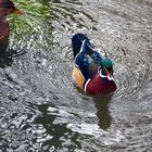 Wasserreflektion, hilft hier ein Polfilter?