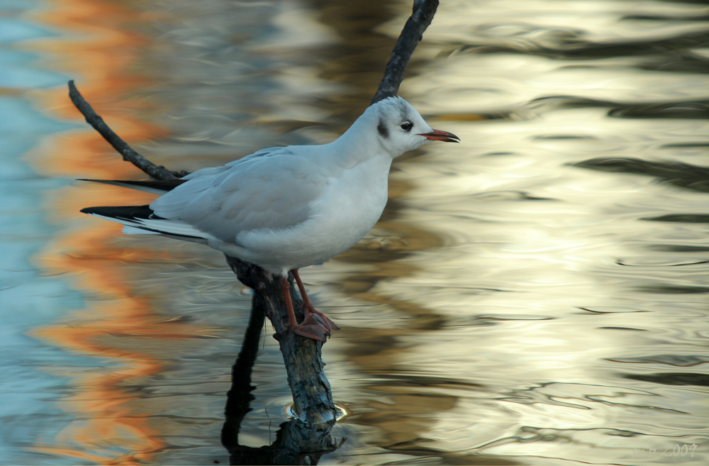 Wasserreflexionen -Betrachter