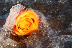 Wasserrose 1