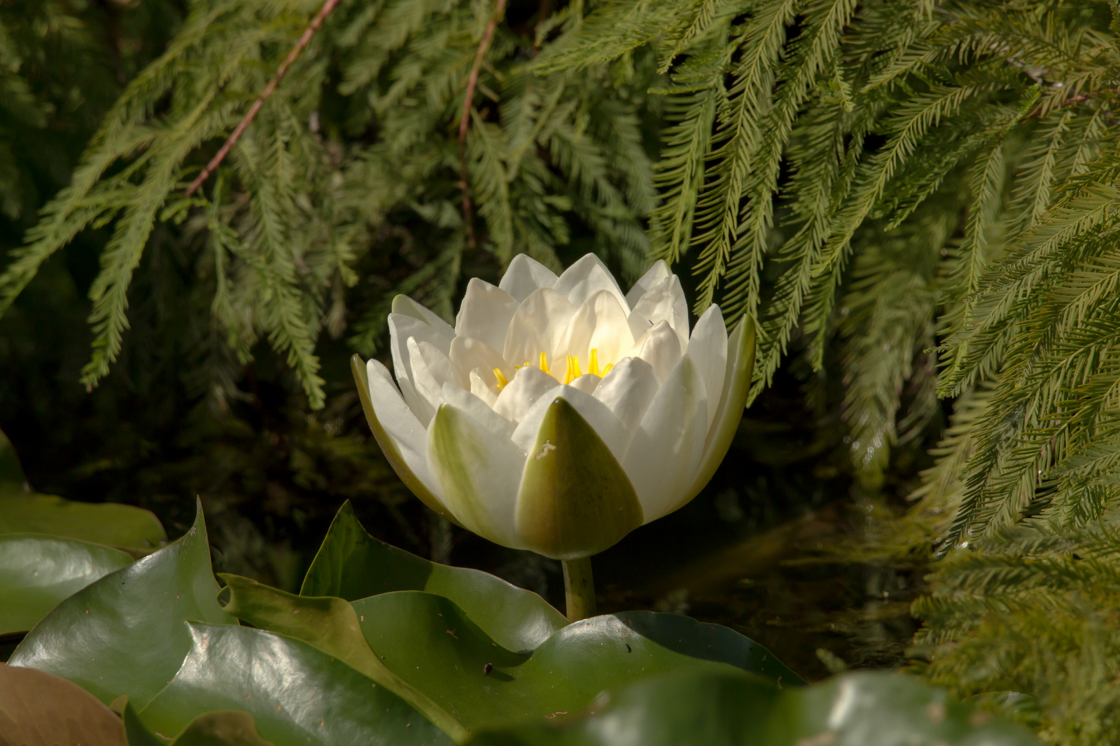 Wasserrose im Abendlicht