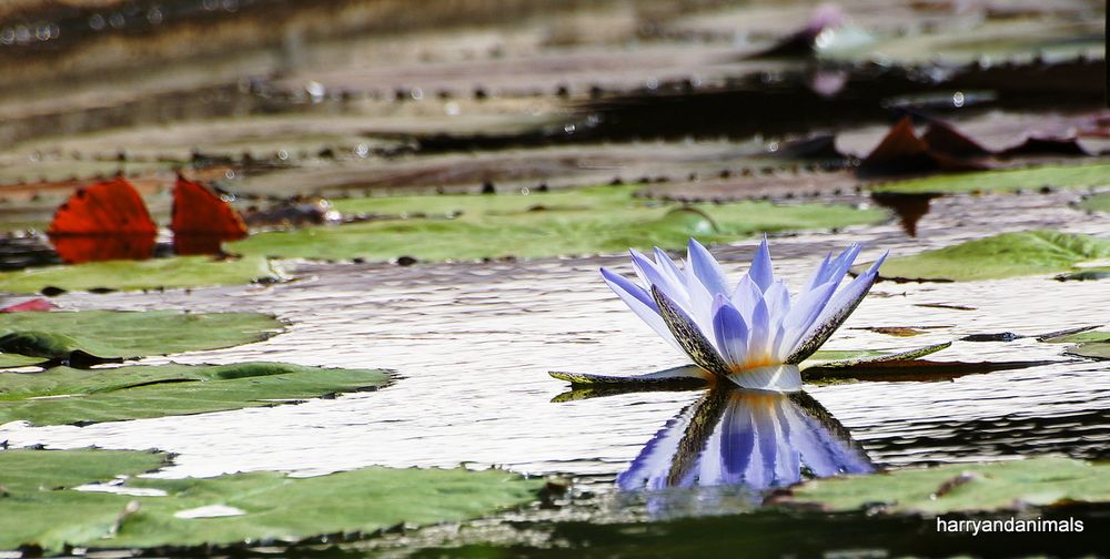 Wasserrose in Blau