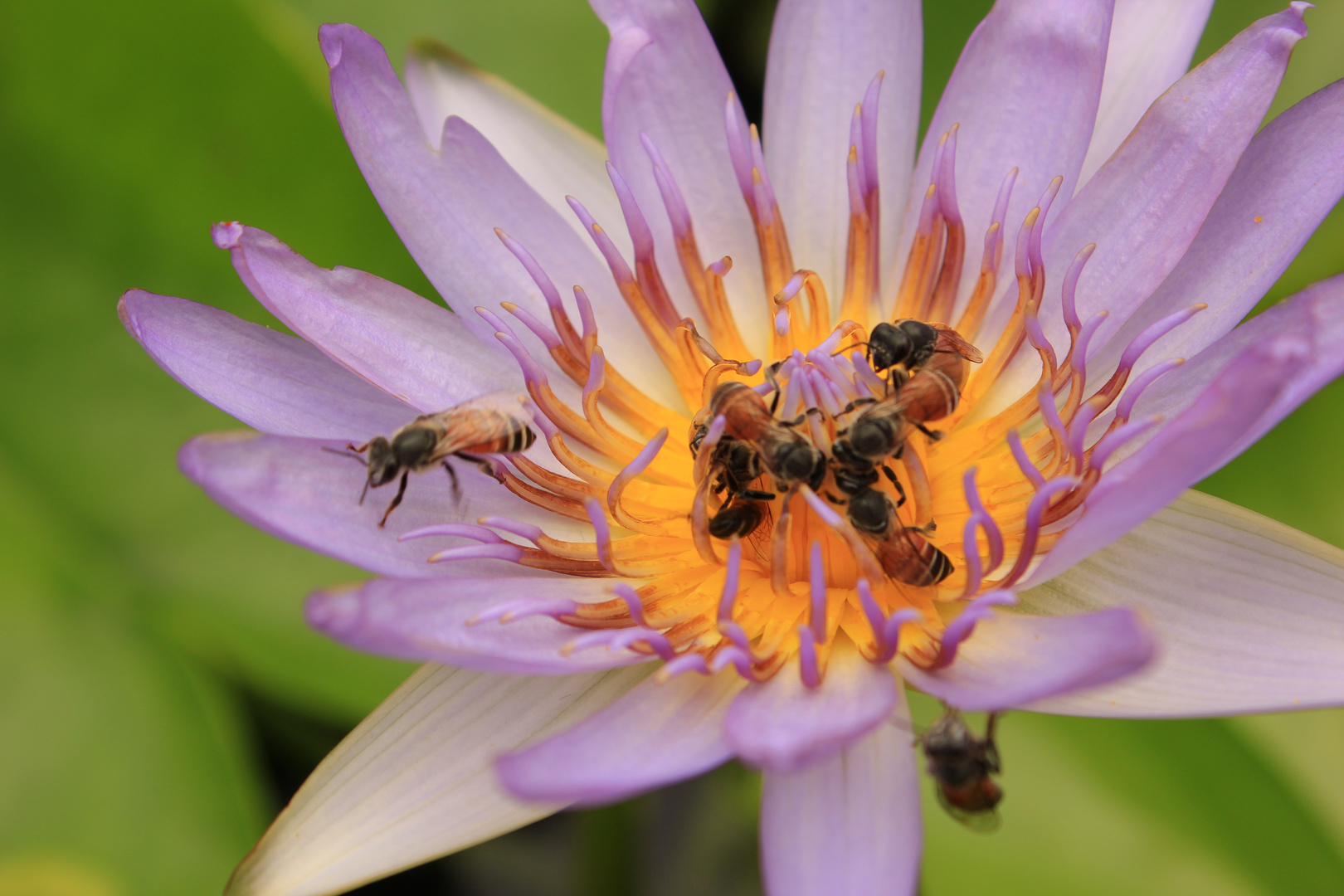 Wasserrose mit Bienen