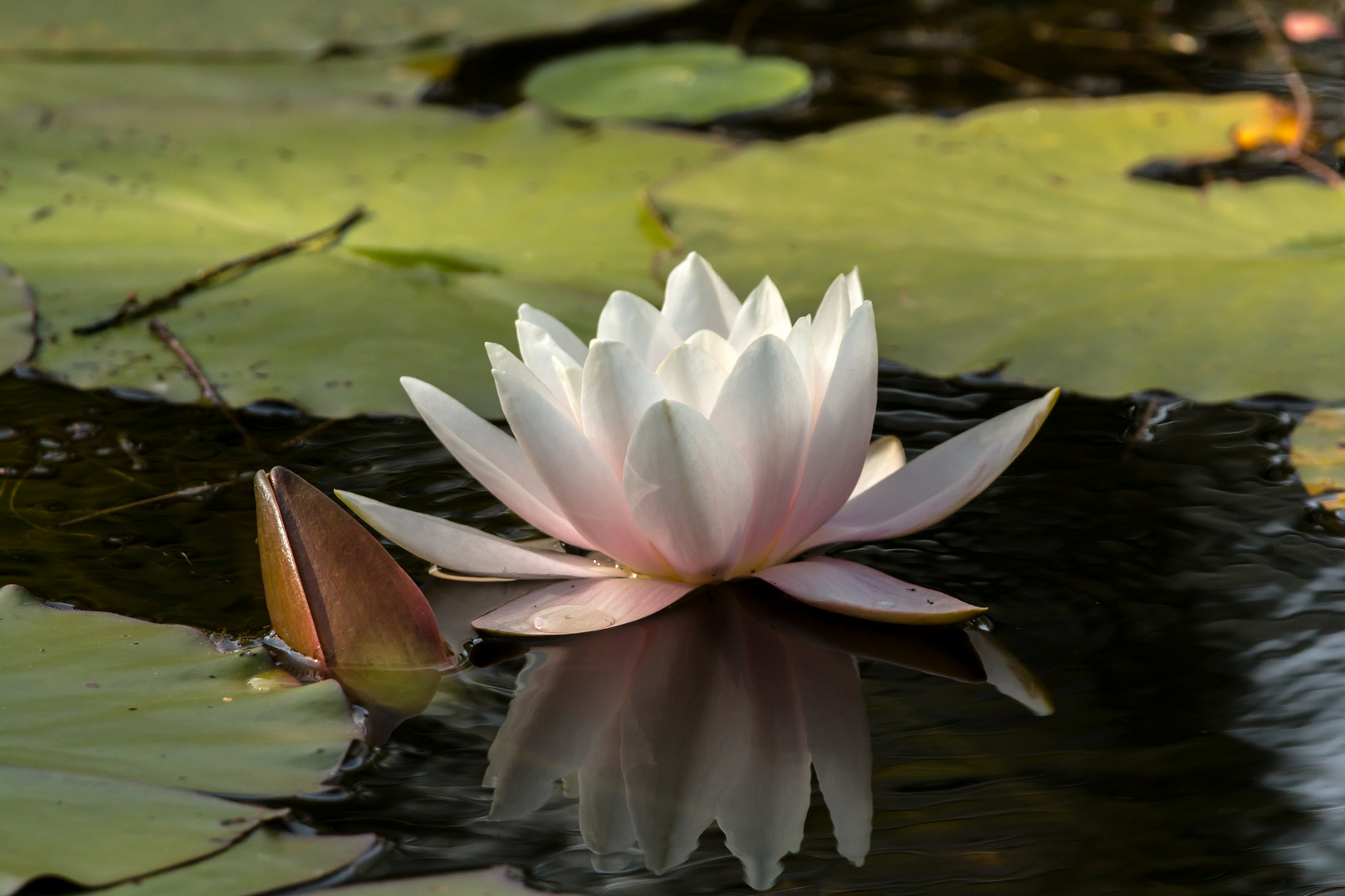 Wasserrose mit Spiegelung