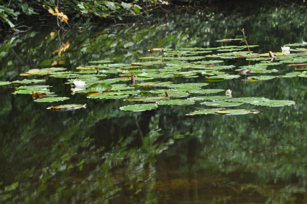 Wasserrosen