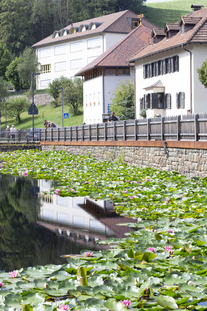 Wasserrosen