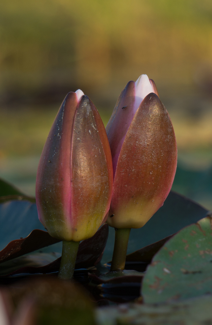 Wasserrosen