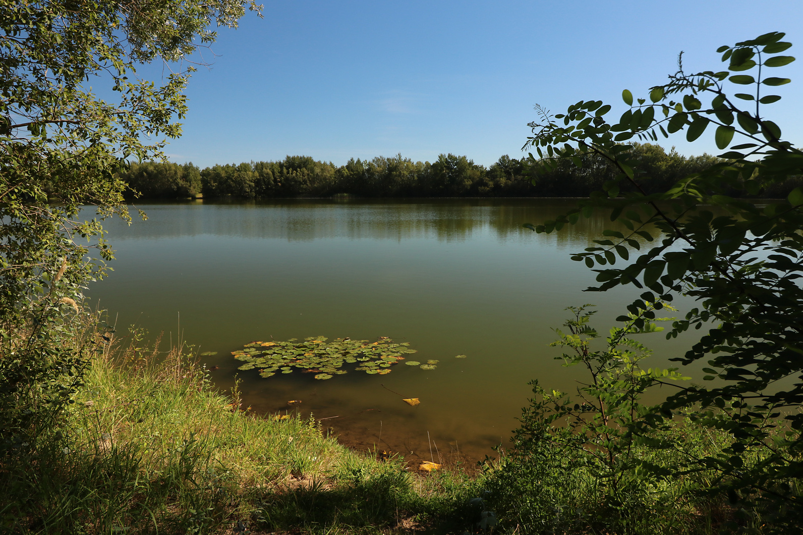 Wasserrosenblätter am Seeufer