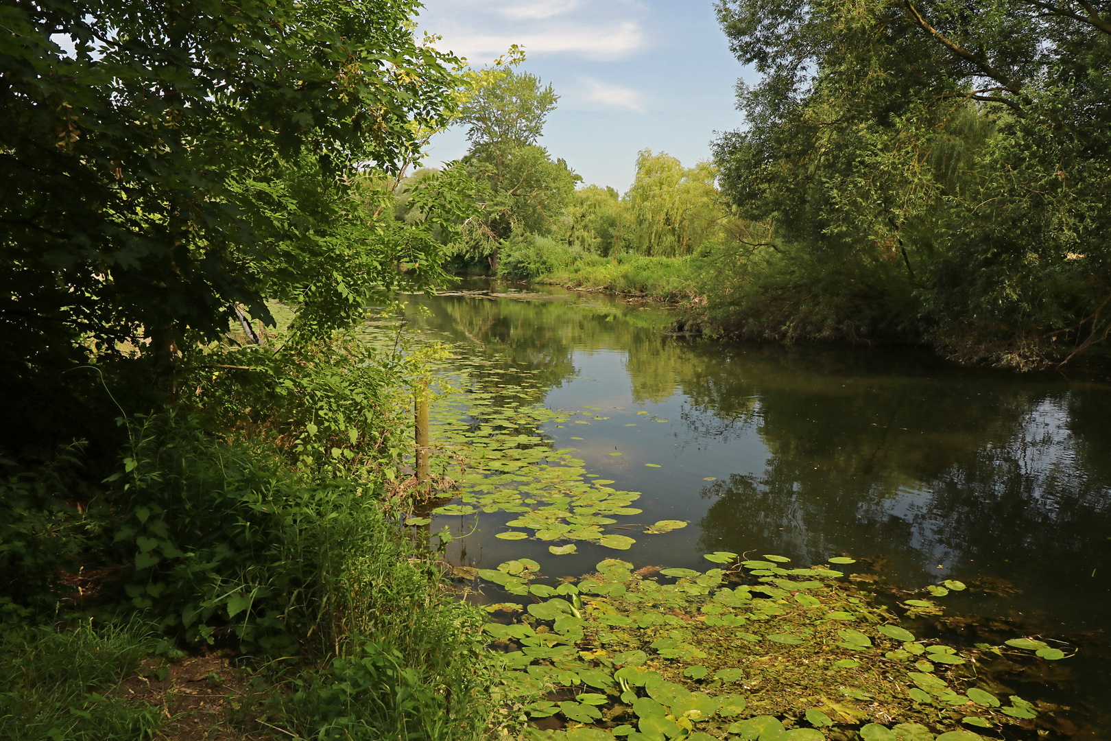 Wasserrosenblätter auf dem Fluss