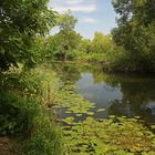 Wasserrosenblätter auf dem Fluss