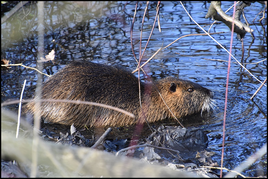 Wasserrratte !!!