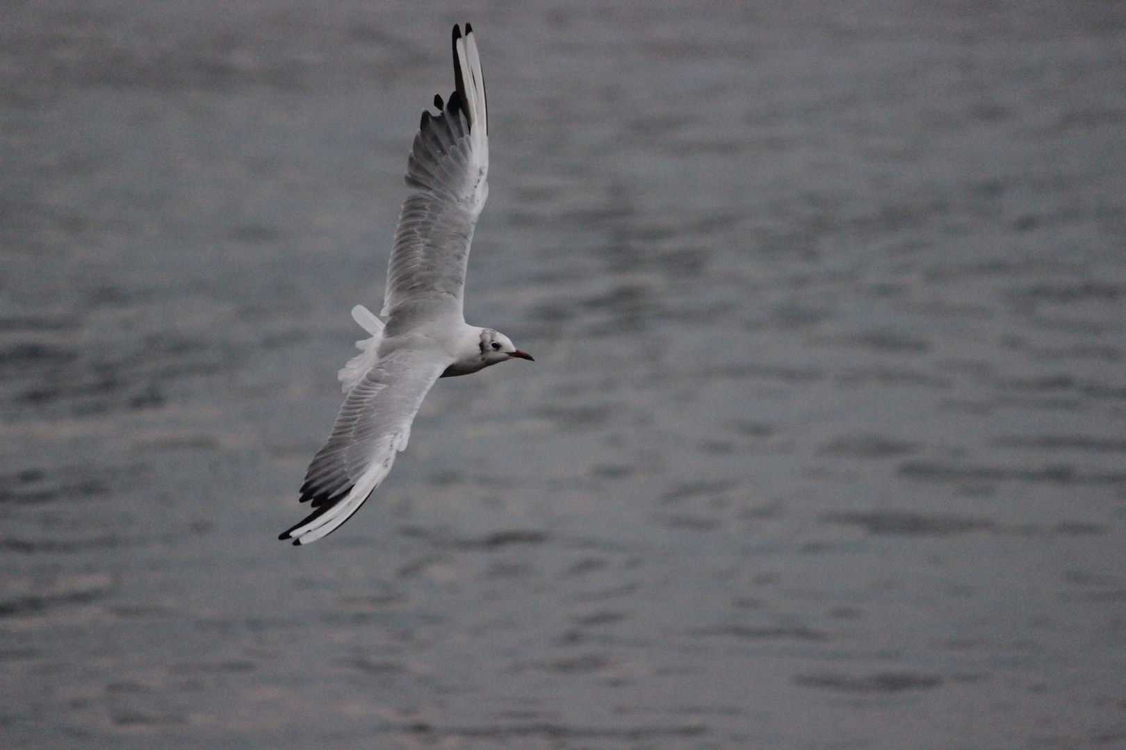 Wasserrundflug