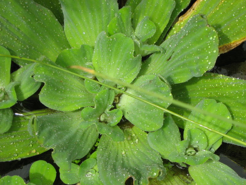 Wassersalat nach einem Sommerregen