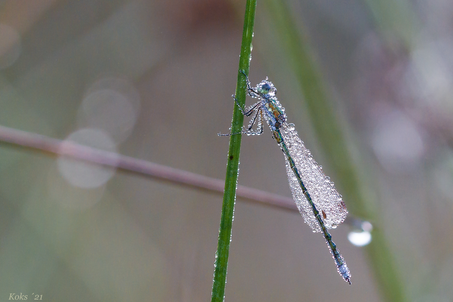 Wassersammler