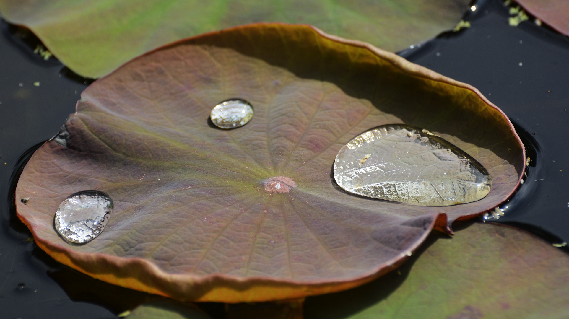 wasserschale