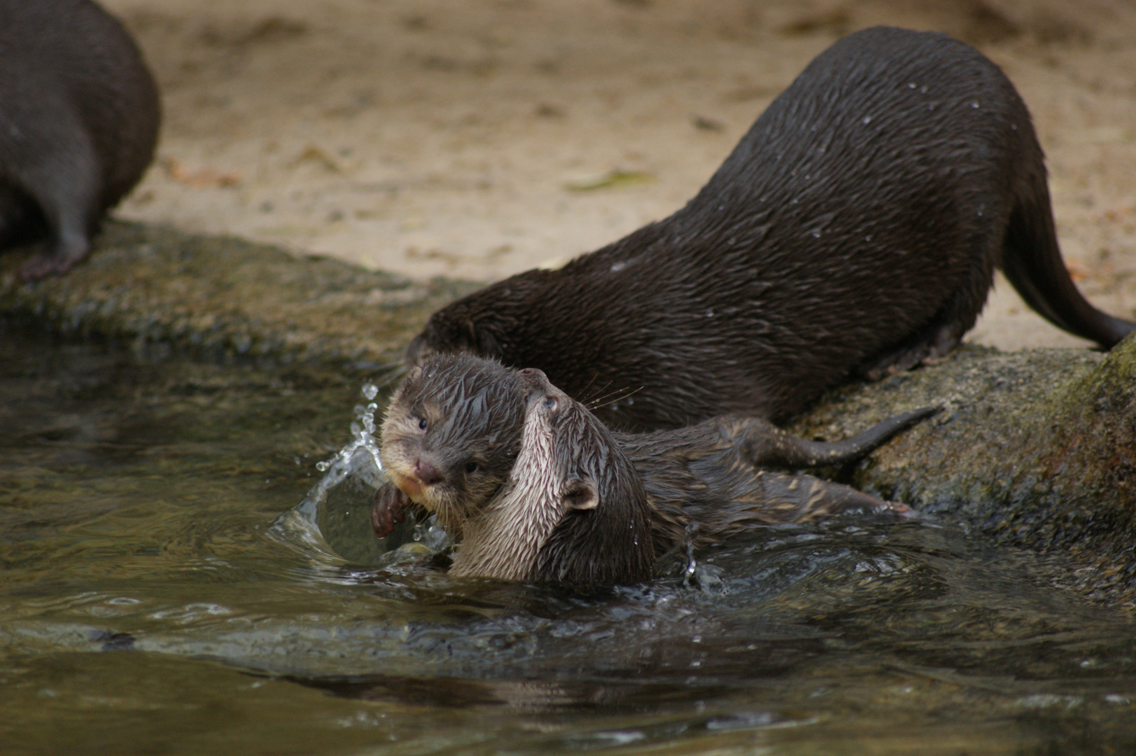 Wasserscheu?