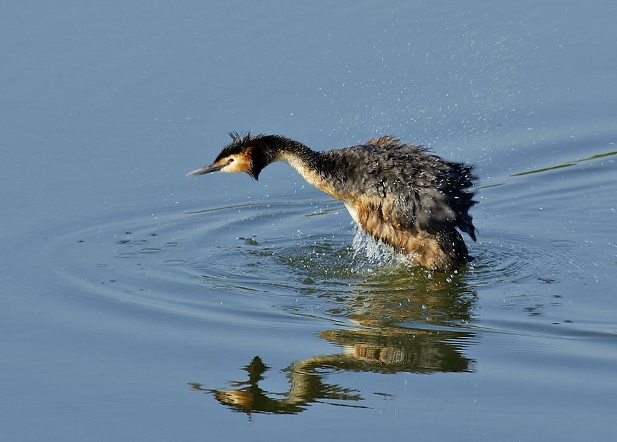 wasserscheu...