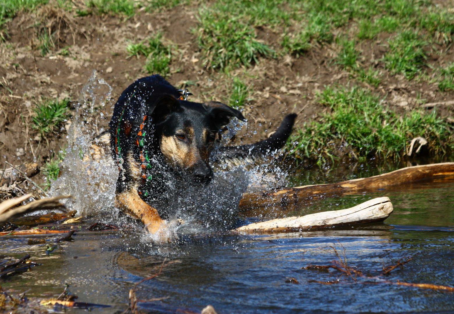 Wasserscheu?