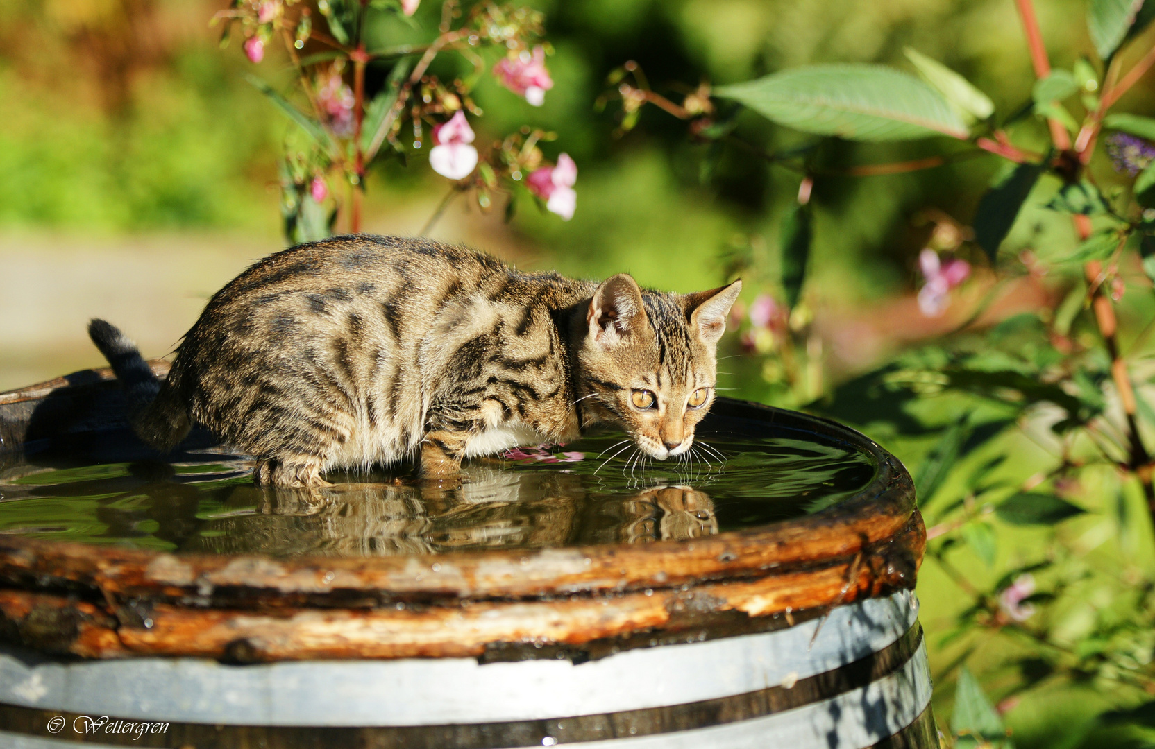 Wasserscheu? Ich bin doch nicht aus Zucker .. !!