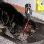 Wasserscheue Katze?