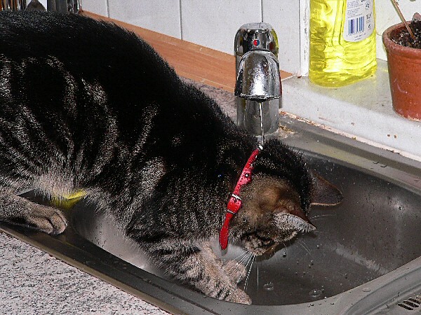 Wasserscheue Katze?