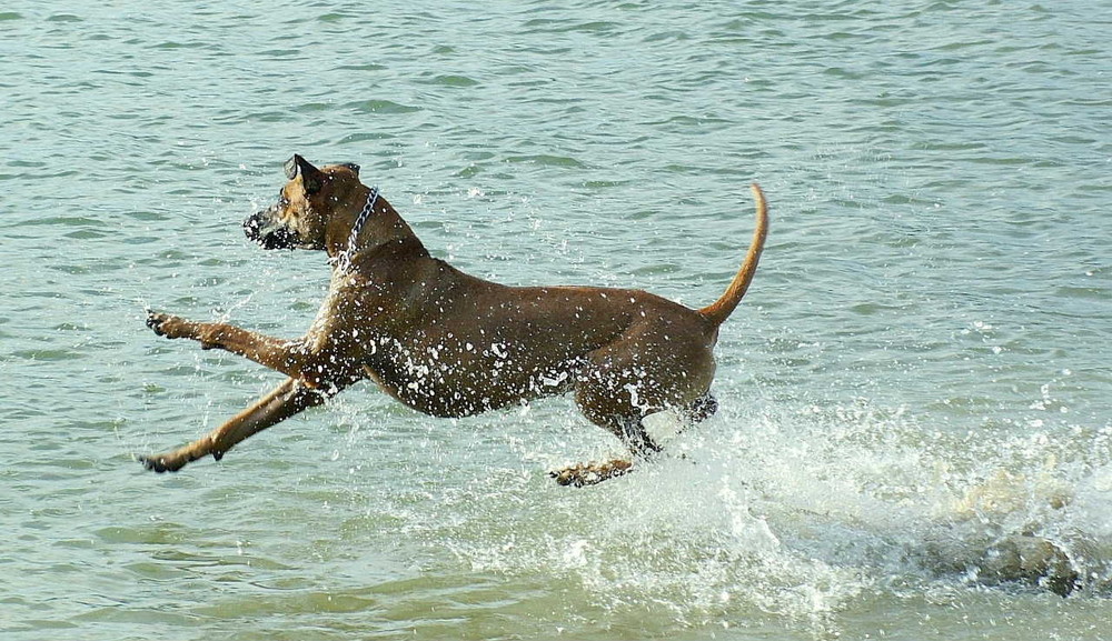 Wasserscheue Ridgeback-Dame?