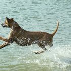 Wasserscheue Ridgeback-Dame?