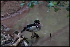 Wasserscheuer Erpel, auf rettendem Ast...