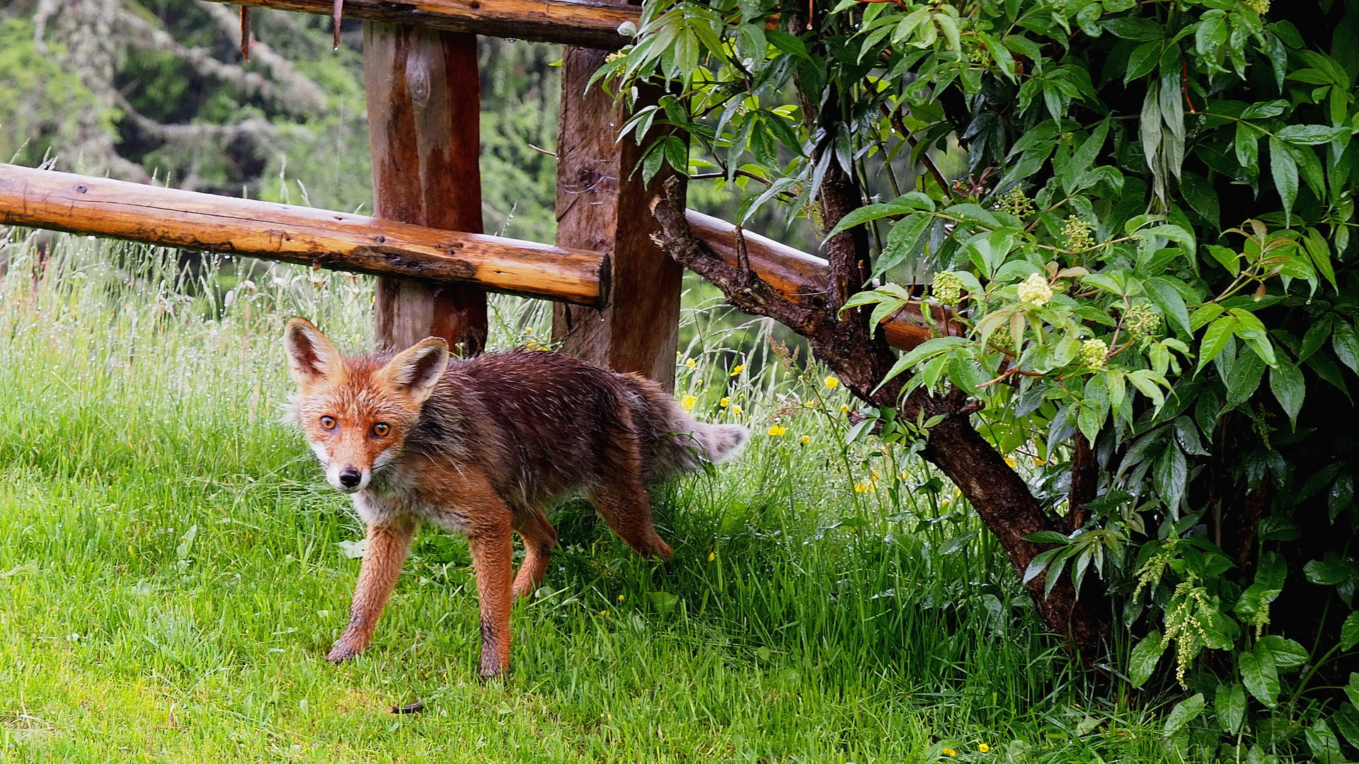 Wasserscheuer Fuchs?