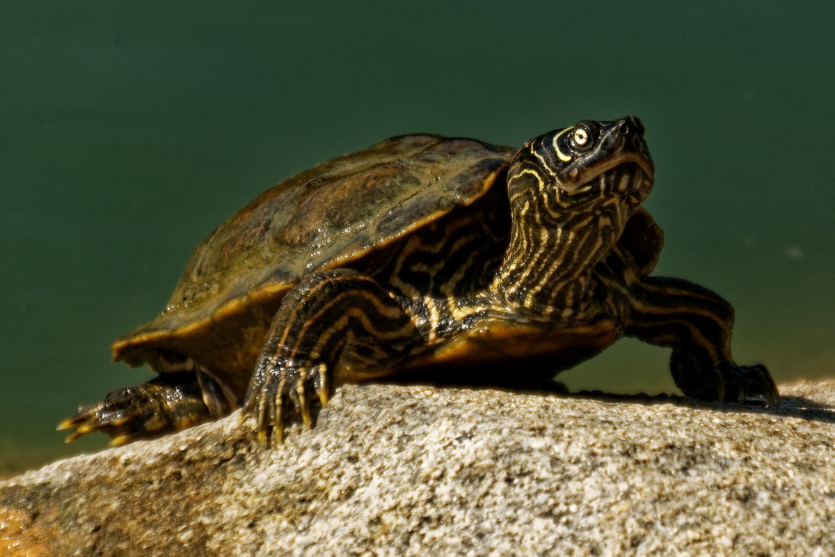 Wasserschidkröte