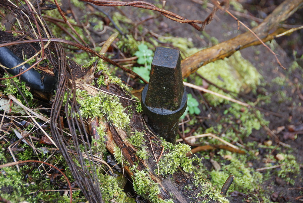 Wasserschieber von Einst im Dickicht von Heute