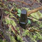 Wasserschieber von Einst im Dickicht von Heute