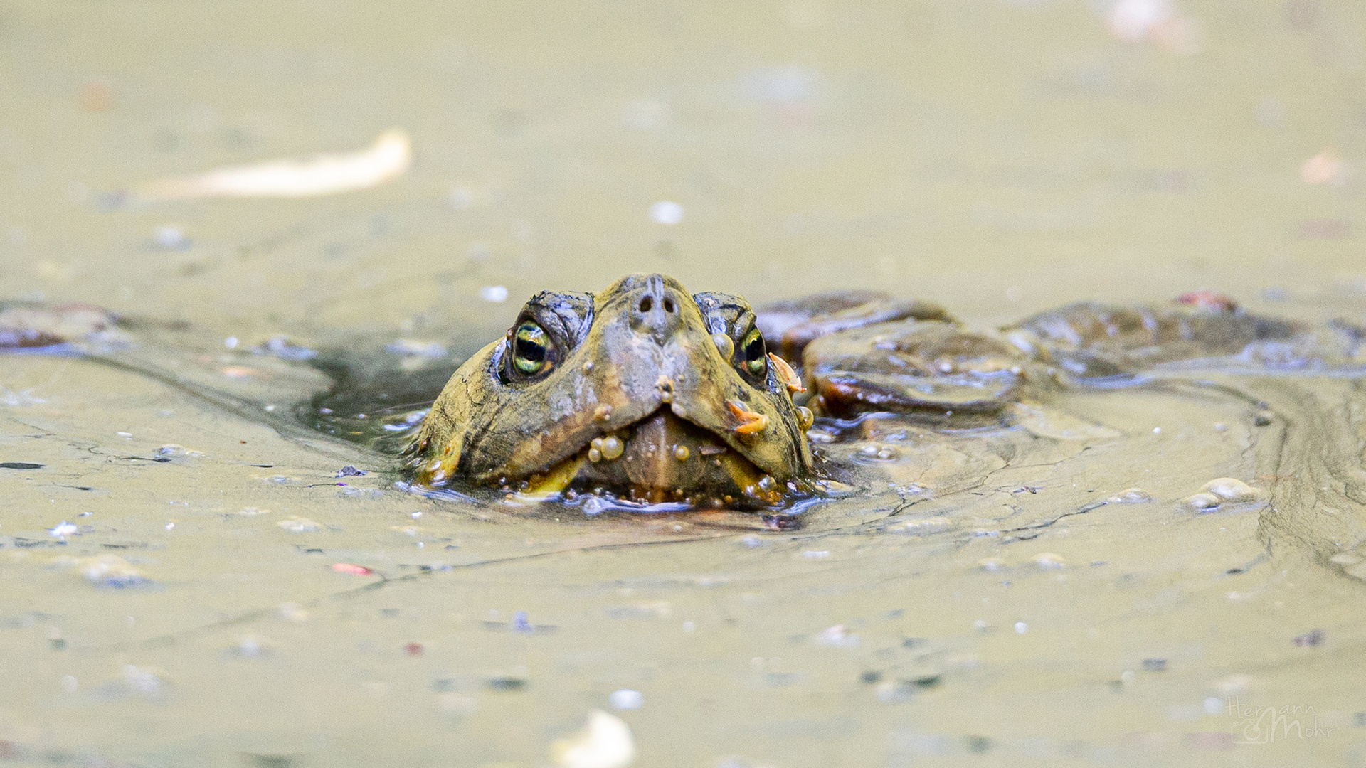 Wasserschildgröte ...