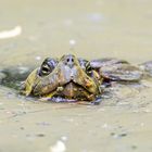 Wasserschildgröte ...