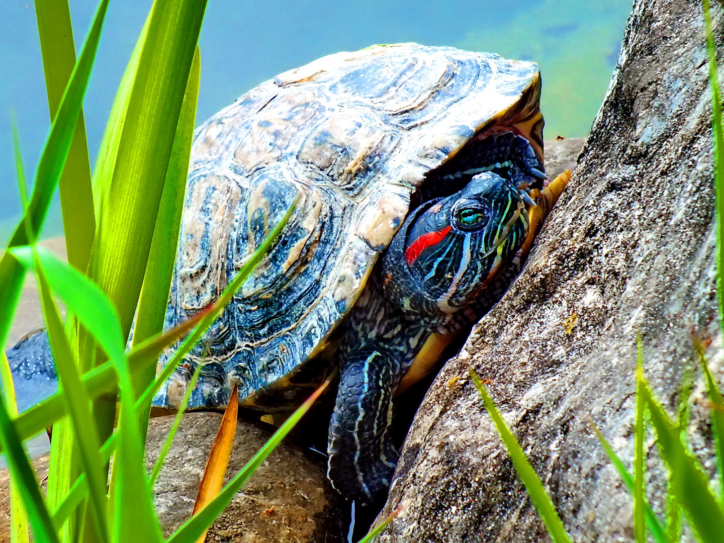 Wasserschildkröte