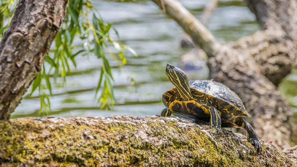 Wasserschildkröte