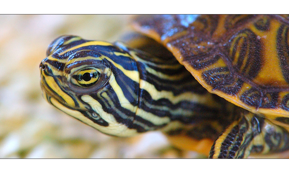 Wasserschildkröte