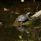 Wasserschildkröte