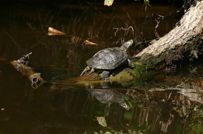 Wasserschildkröte