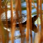 Wasserschildkröte