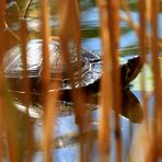 Wasserschildkröte