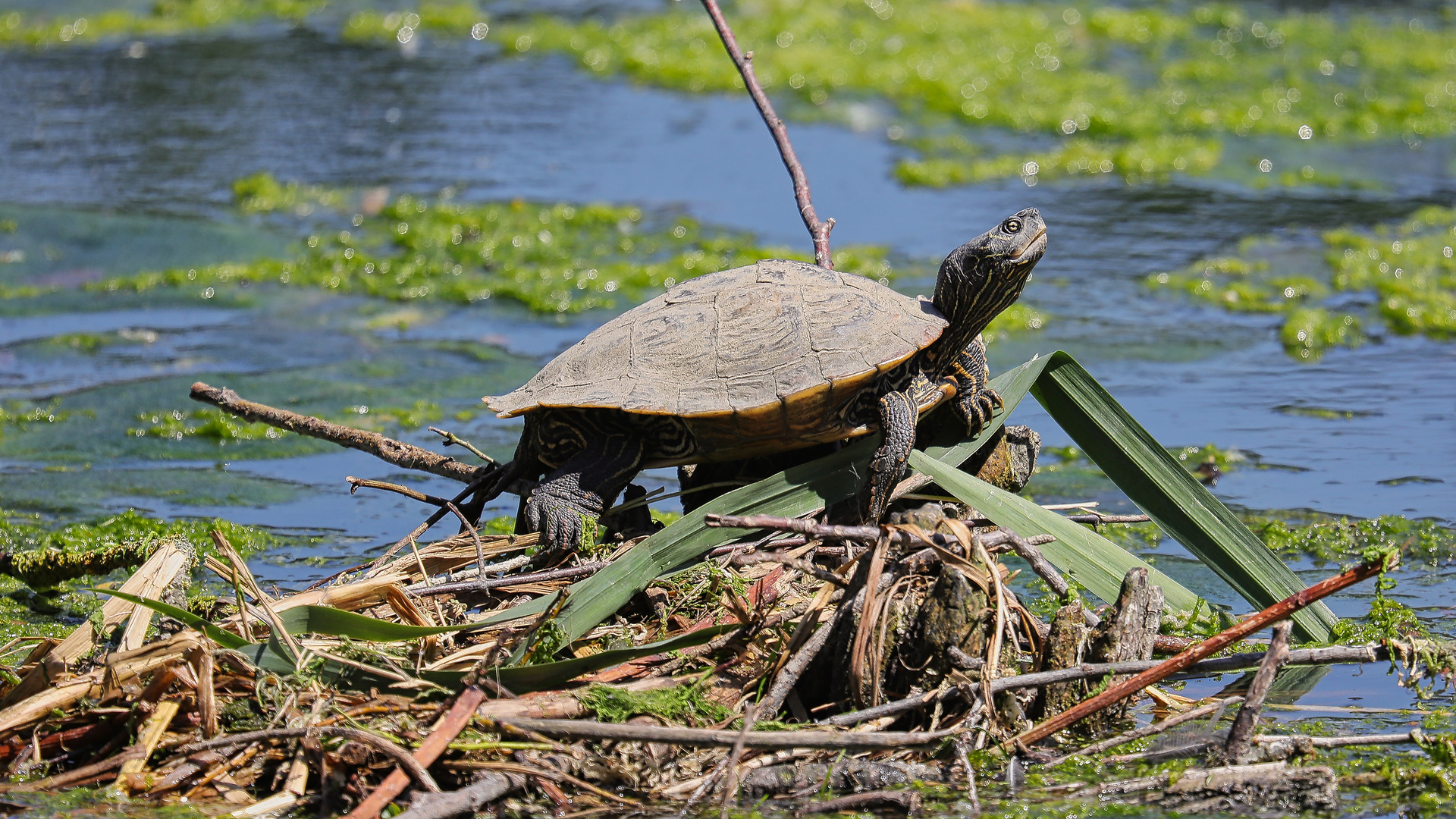 Wasserschildkröte