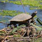 Wasserschildkröte