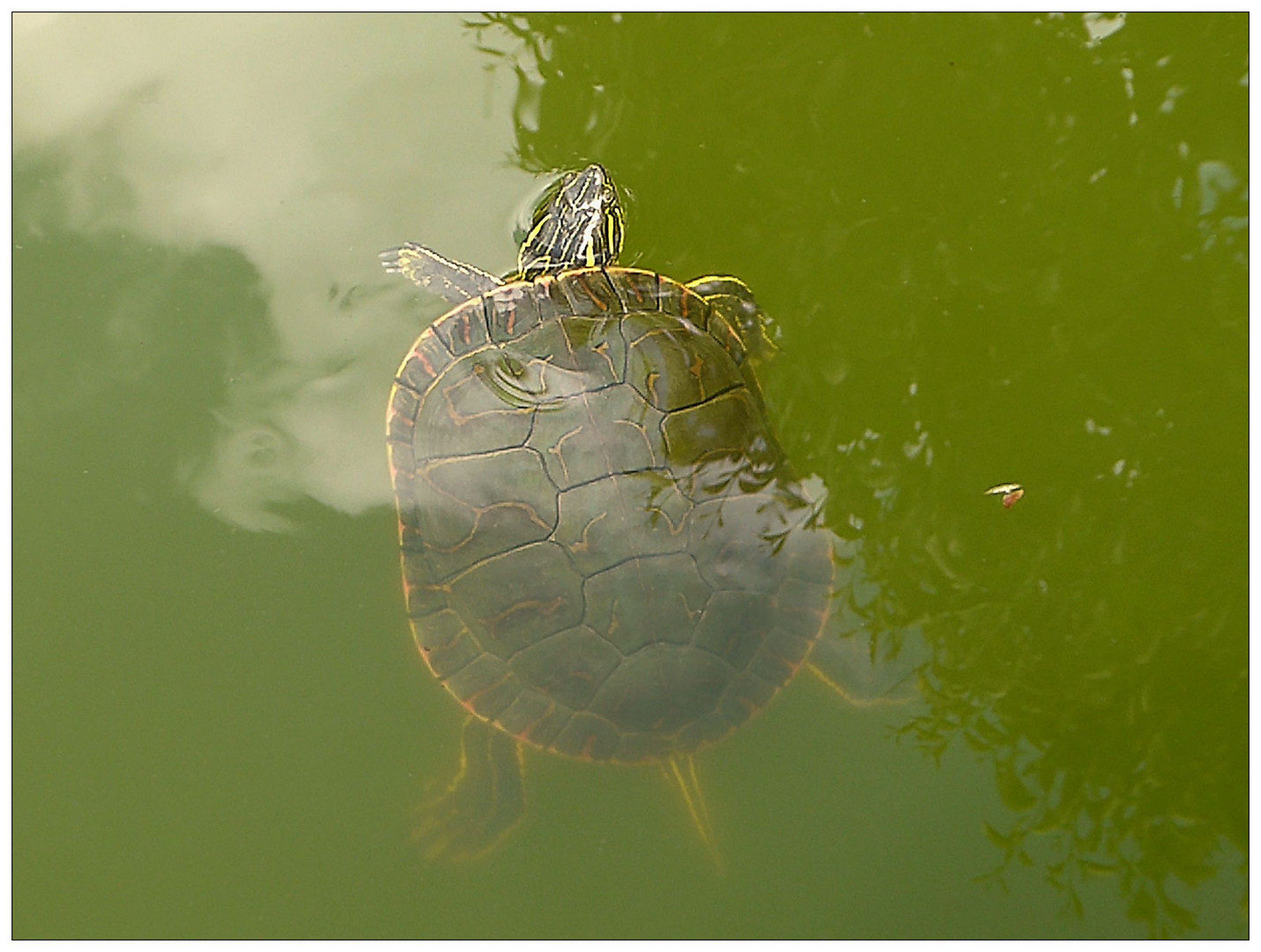 Wasserschildkröte