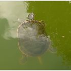 Wasserschildkröte